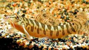 Akakokobis urofalmus: догляд та зміст, фото